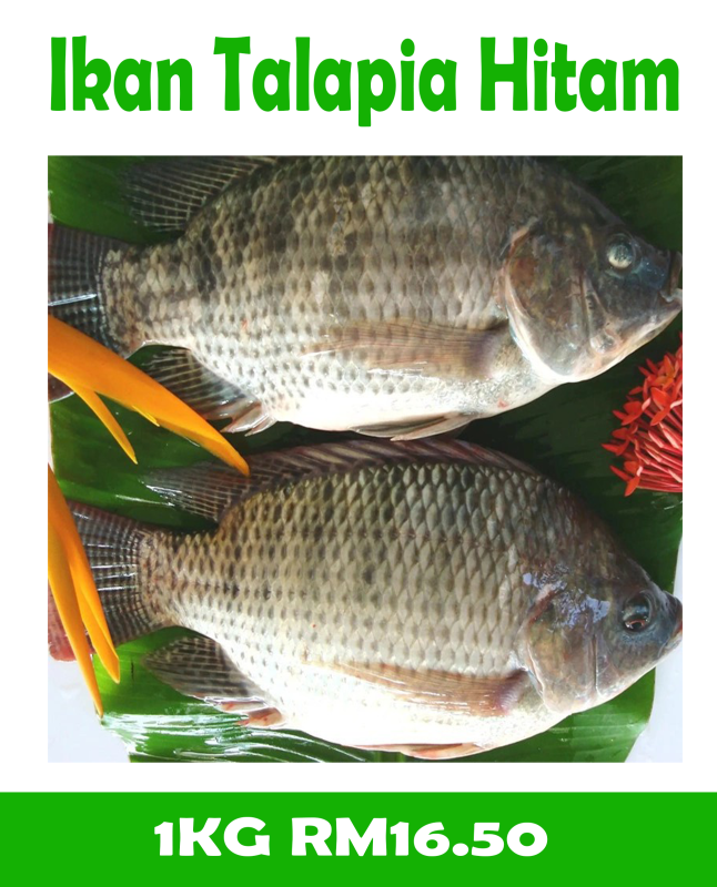 Ikan Talapia Hitam (1kg)
