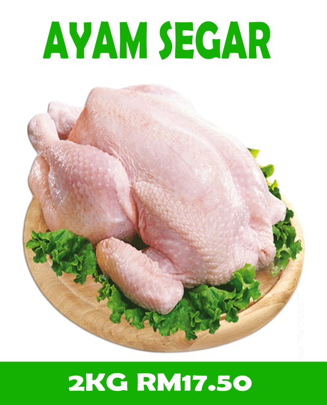 AYAM SEGAR SEKOR